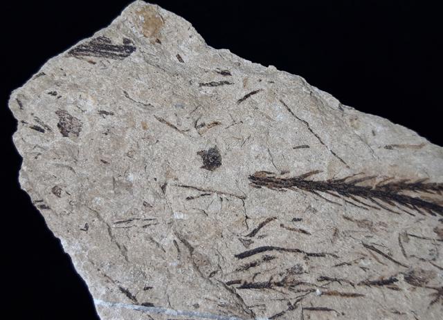 Doliostrobus taxiformis KVACEK 1971 - Bild © FossNet FossilienStore
